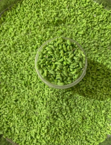Madrasi Green
